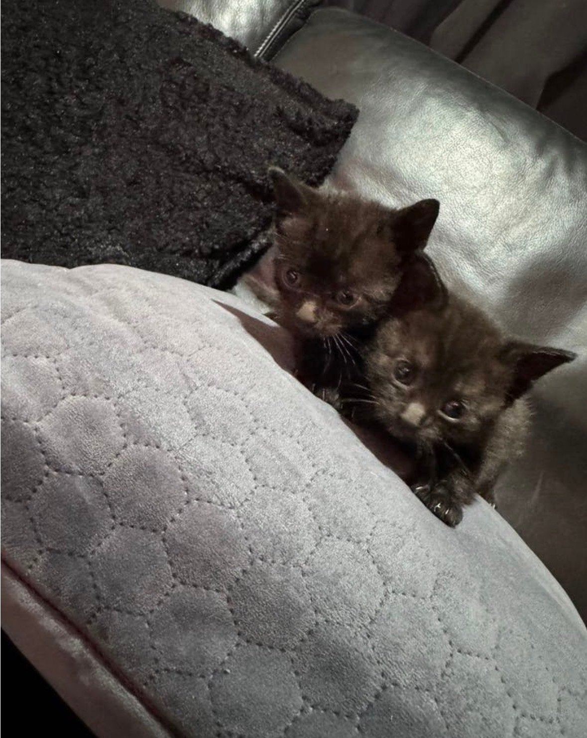 Kittens Terneuzen