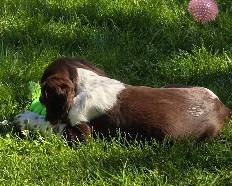 💗 prachtig mooie engelse springer spaniel pup teefje 💗, Parvo, 8 tot 15 weken, Teef, Eén hond