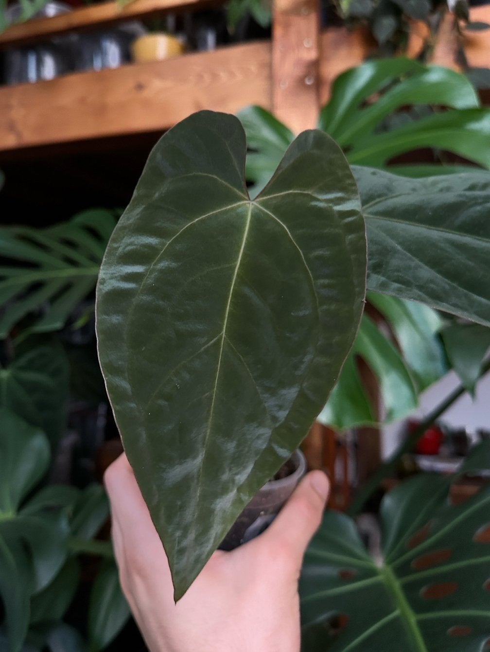 Anthurium AOS df x Papillilaminum 'IL' (stek), Ophalen, Halfschaduw, Minder dan 100 cm