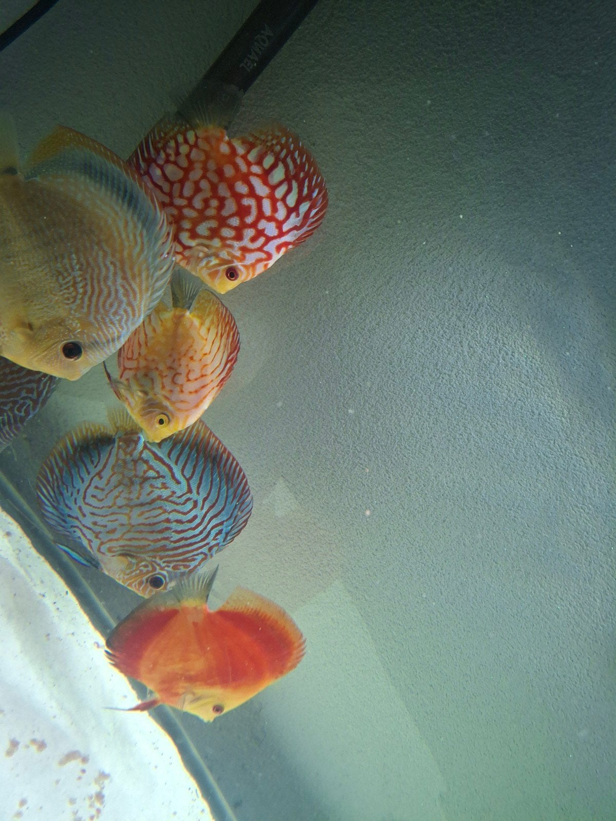 discus vis vissen 12 tot 15 cm, Dieren en Toebehoren, Vissen | Aquariumvissen, Vis