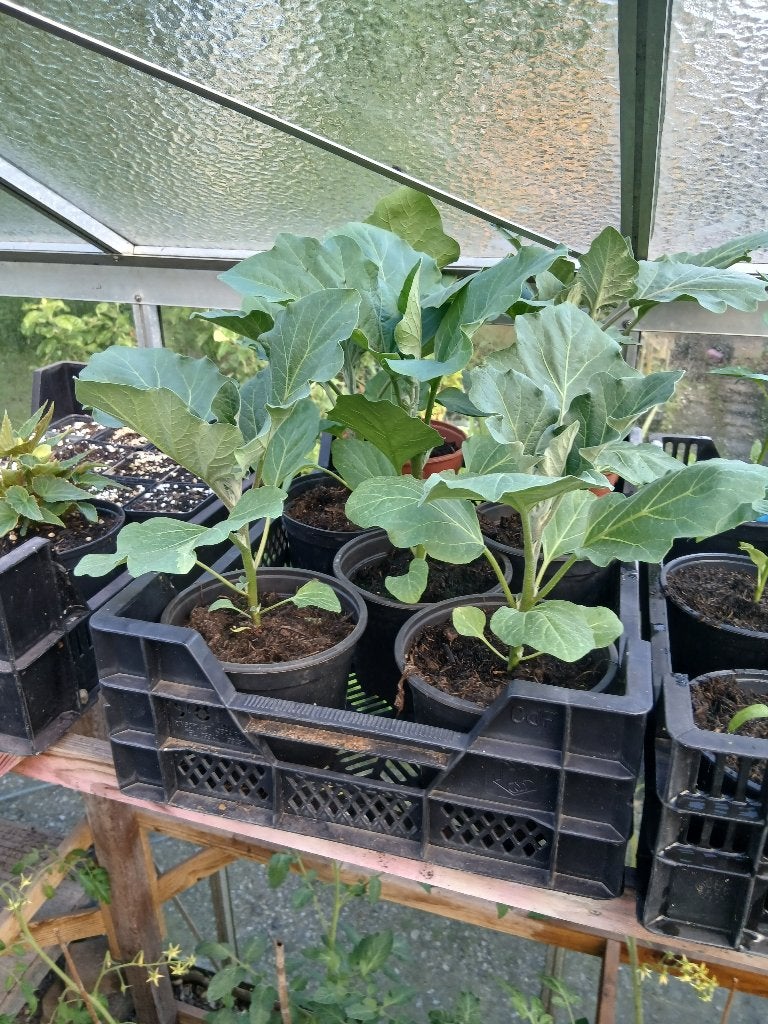 aubergine planten, Ophalen, Eenjarig, Overige soorten, Volle zon