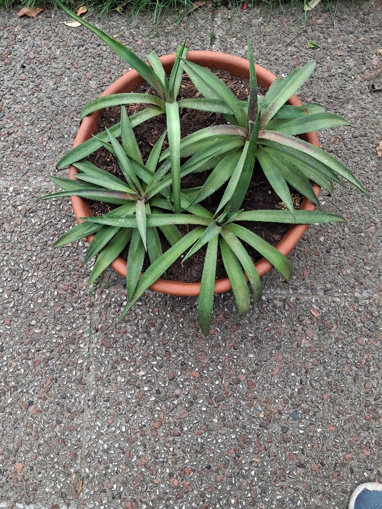 kamerplanten 4 agave bracteosa inkt visagave, Ophalen, In pot, Minder dan 100 cm, Yucca