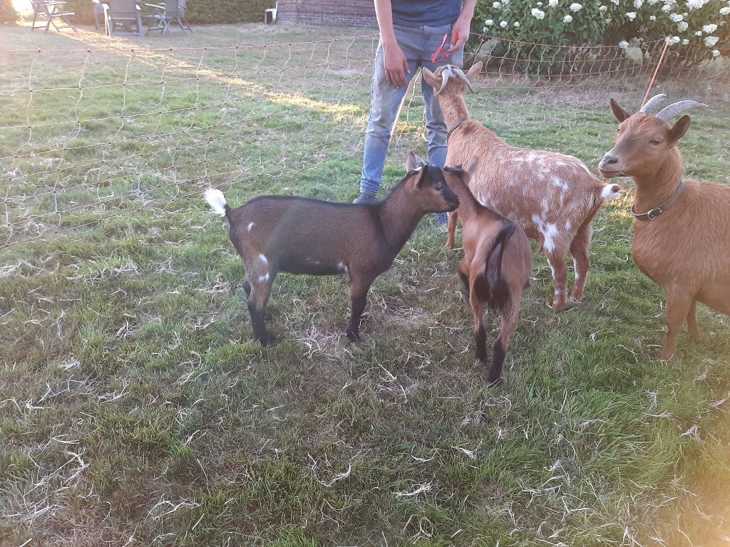 Dwerggeit bokje, Mannelijk, Geit, 0 tot 2 jaar