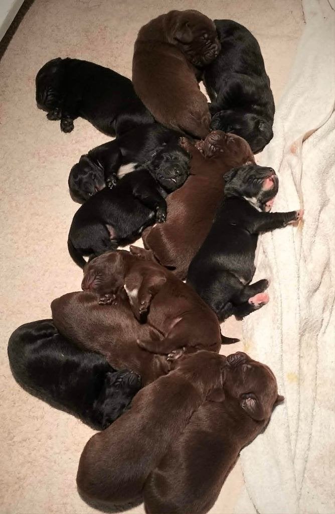 Prachtige Labrador pups, kruising, 8 tot 15 weken, Parvo, Meerdere, Meerdere dieren
