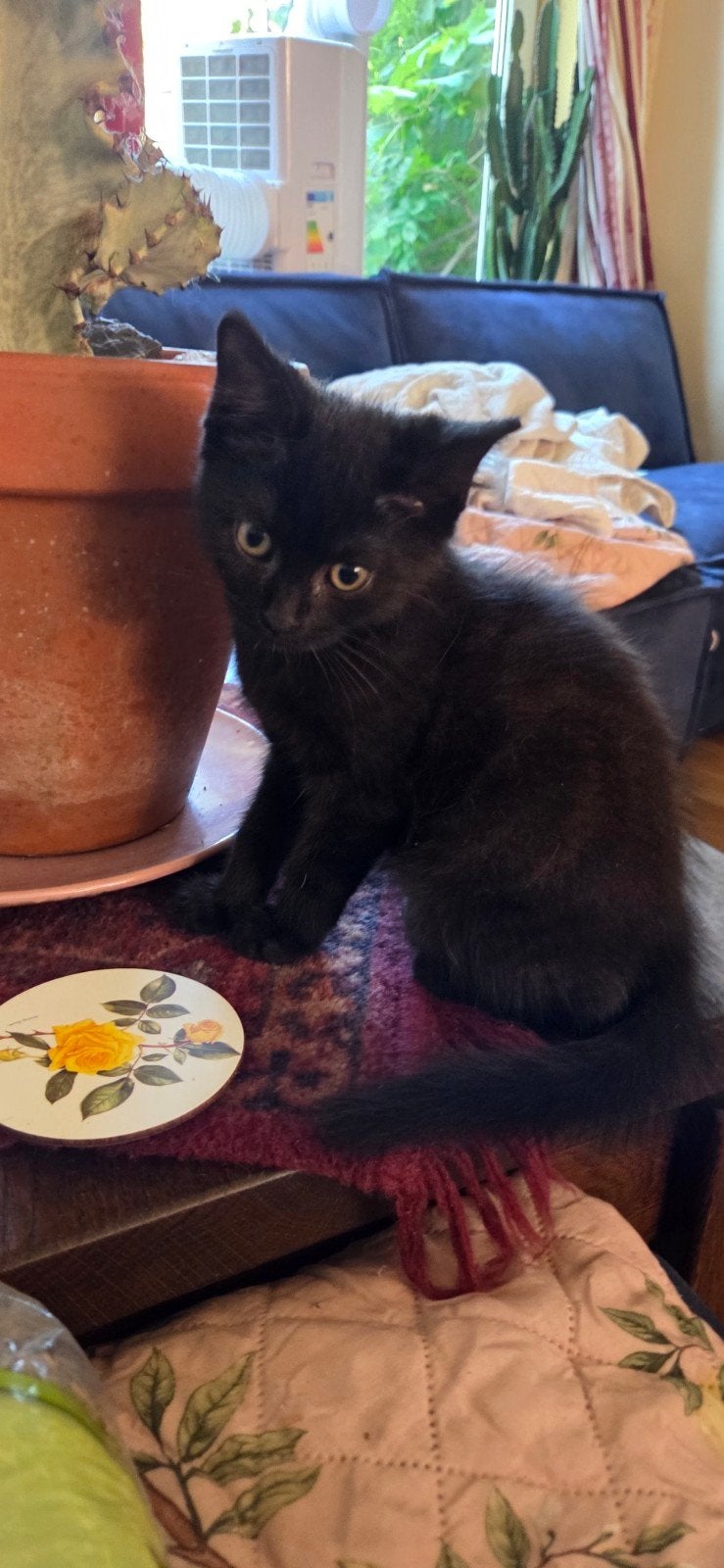 Lieve britse korthaar katertje, Dieren en Toebehoren, Katten en Kittens | Raskatten | Korthaar, Kater, Ontwormd, 0 tot 2 jaar