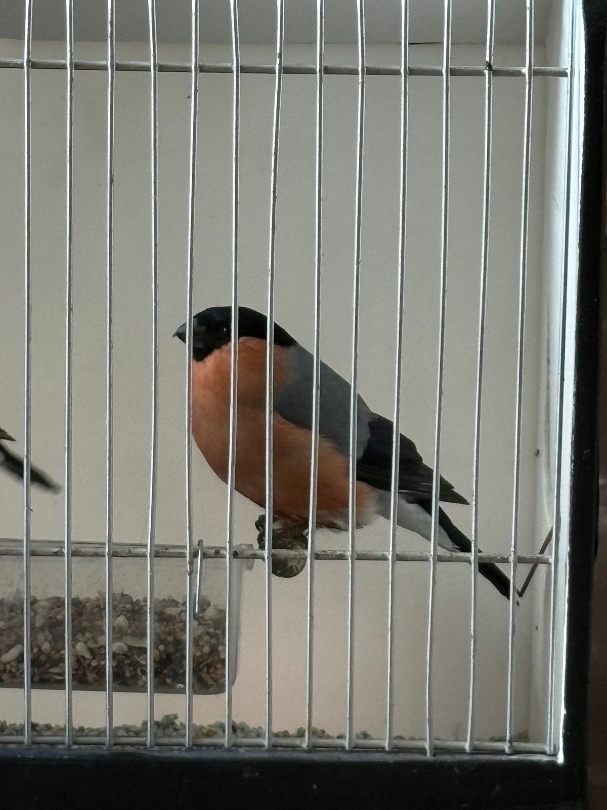 Noorse goudvink correct geringt 2026, Mannelijk, Tropenvogel, Geringd
