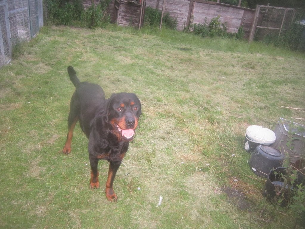 STAAT TER DEKKING ROTTWEILER ! ! !, Reu, Parvo, Eén hond, 3 tot 5 jaar