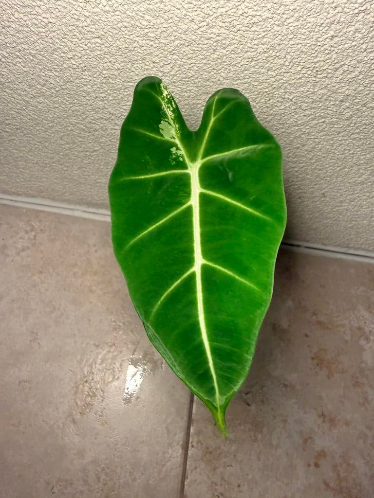 Alocasia frydek variegata, Huis en Inrichting, Kamerplanten, Ophalen of Verzenden, Halfschaduw, Minder dan 100 cm
