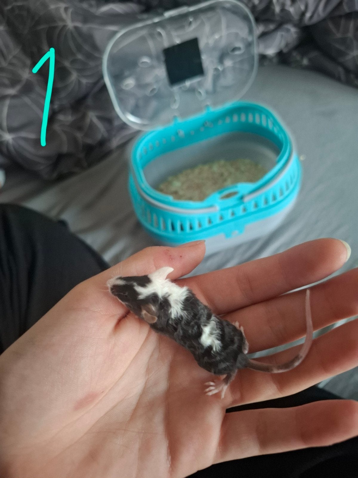 Jonge tamme kleurmuis man met krullen, Dieren en Toebehoren, Augustus, Muis, Mannelijk, Tam