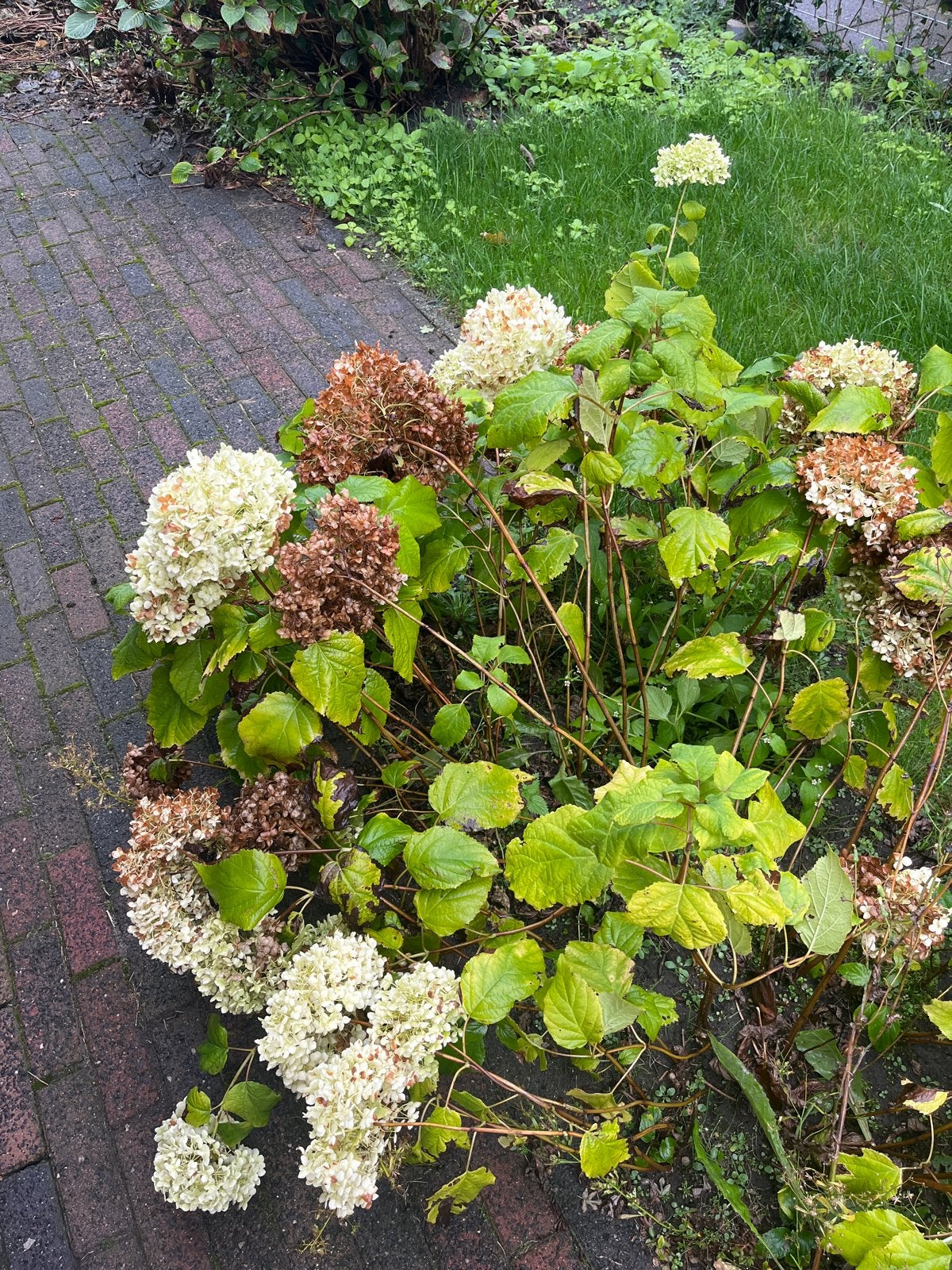 Hortensia (Hydrangea paniculata) - Grote bloemen, Vaste plant, Halfschaduw, Zomer, Ophalen