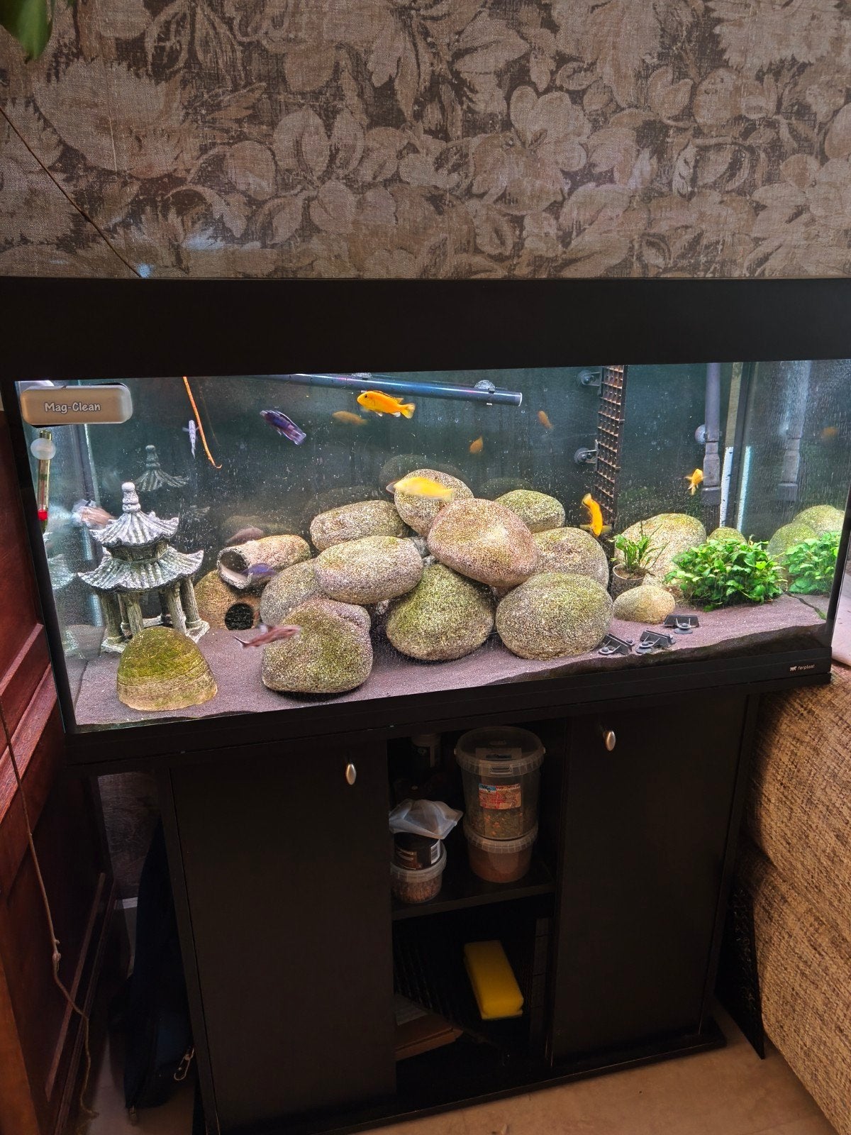 Aquarium 180 liter inclusief vissen en toebehoren, Dieren en Toebehoren, Ophalen, Overige merken, Pomp, Gevuld zoetwateraquarium
