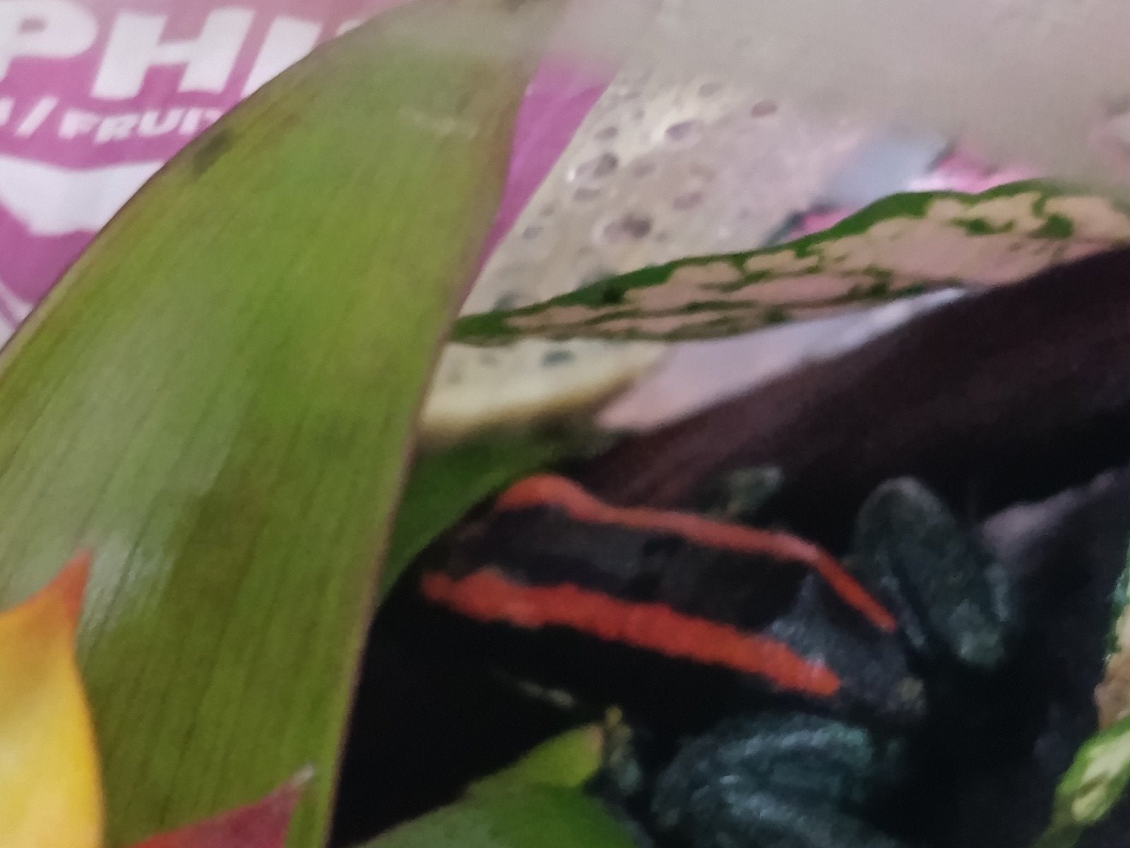 Phylobatus vittatus man, Amfibie, 0 tot 2 jaar