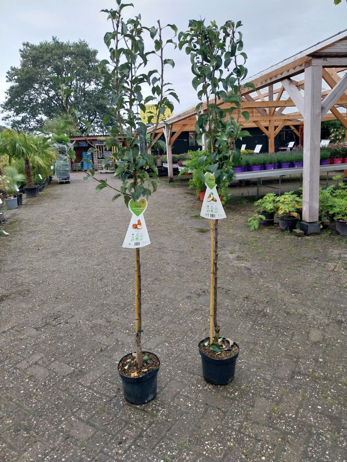 Halfstam fruitbomen: appel, peer, kers, pruim, Ophalen, Lente, Volle zon, In pot