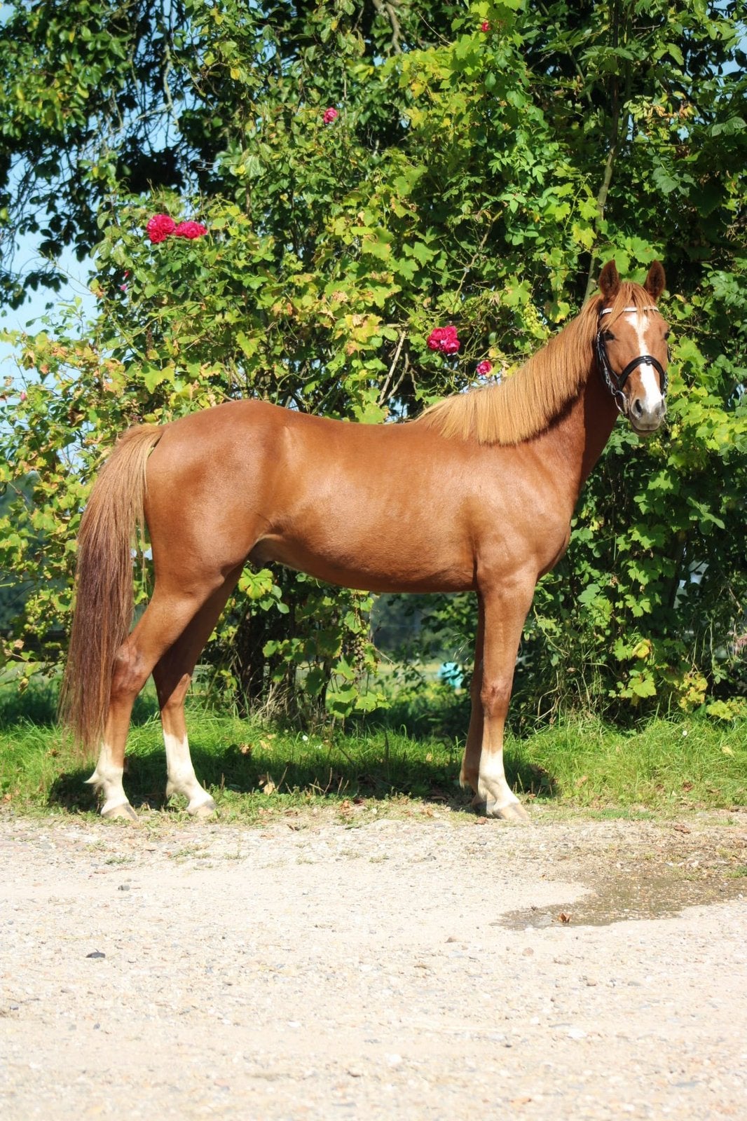 Knappe 7 jarige d-pony, Dieren en Toebehoren, Pony's, Ruin, M, D pony (1.37m tot 1.48m), Dressuurpony, 7 tot 10 jaar, Gechipt