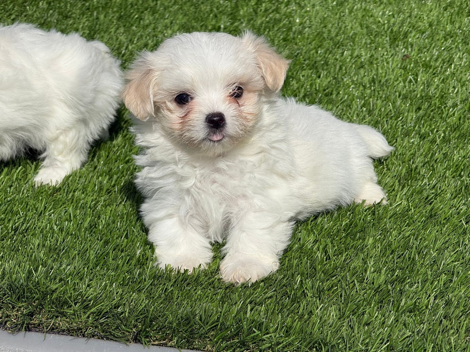 Mooie kleine mini Maltezer pups aangeboden, Maltezer, Nederland, Parvo, 8 tot 15 weken