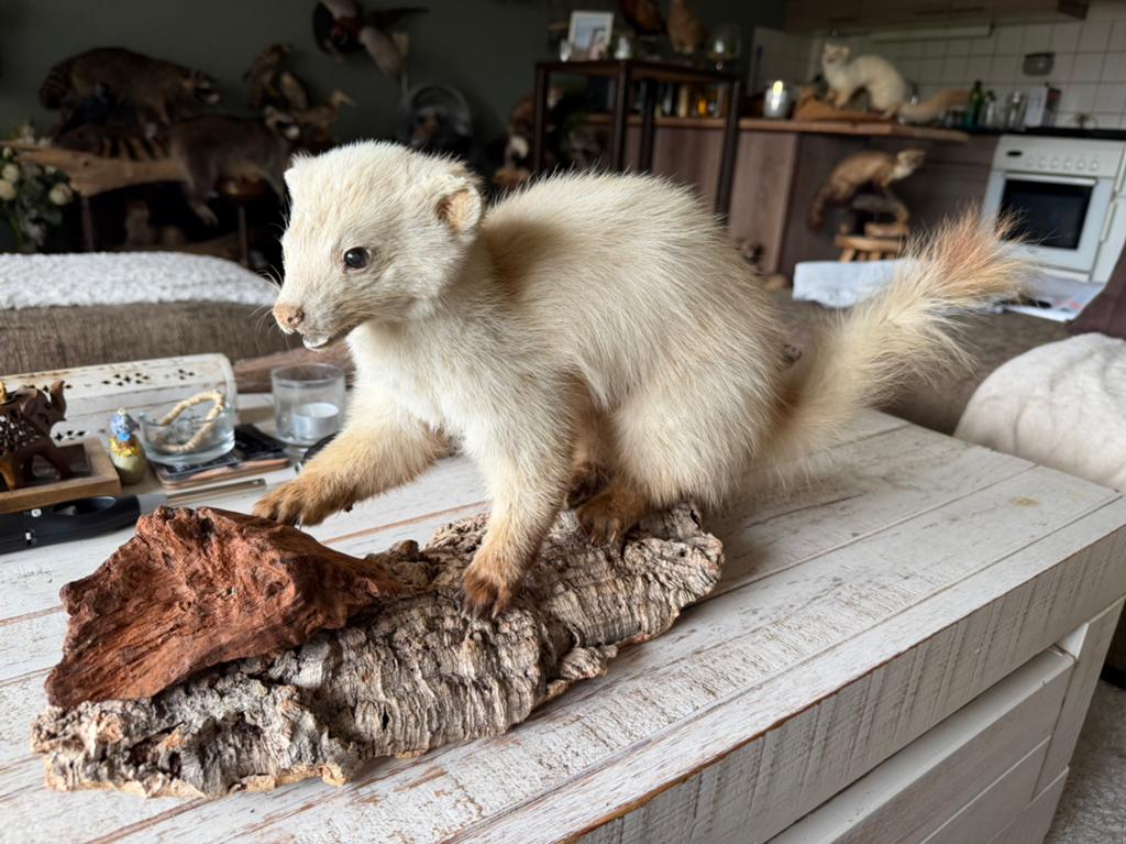 Taxidermie, opgezette steenmarter., Verzamelen, Dierenverzamelingen, Ophalen of Verzenden, Gebruikt, Wild dier, Opgezet dier