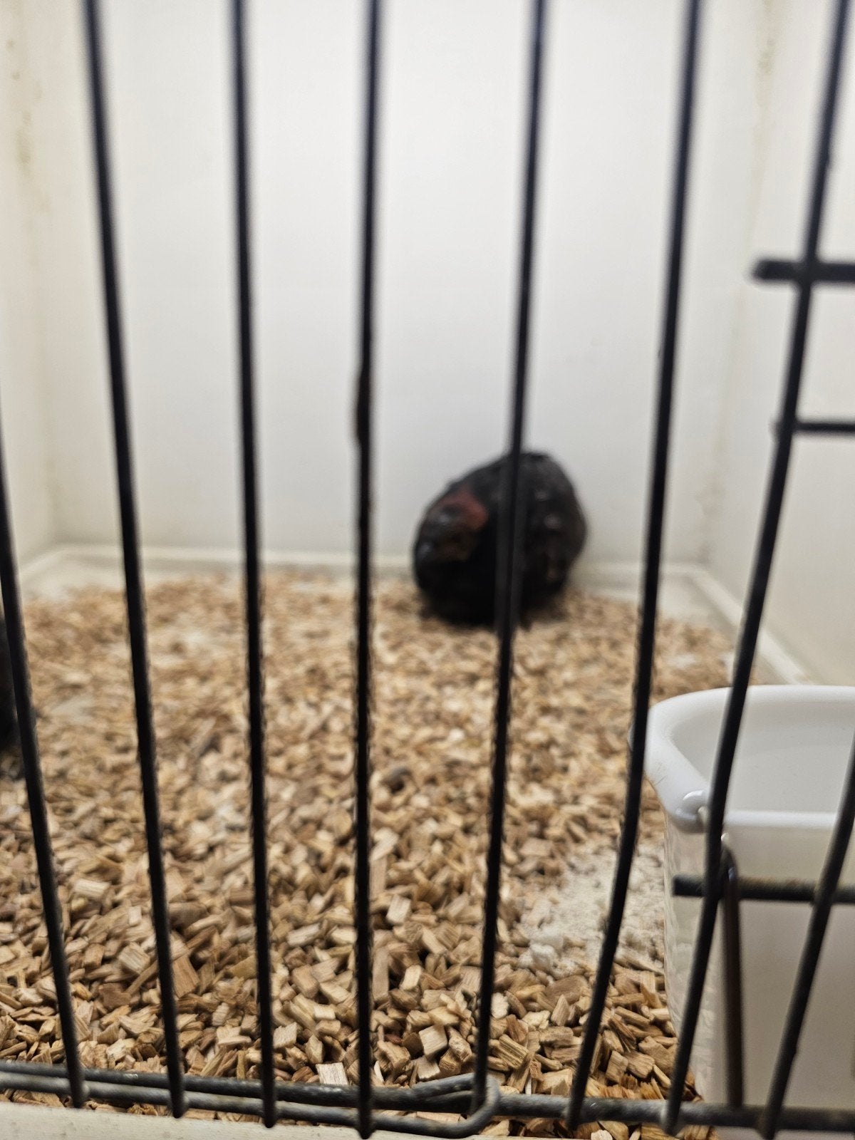 roulroul, Dieren en Toebehoren, Mannelijk, Geringd