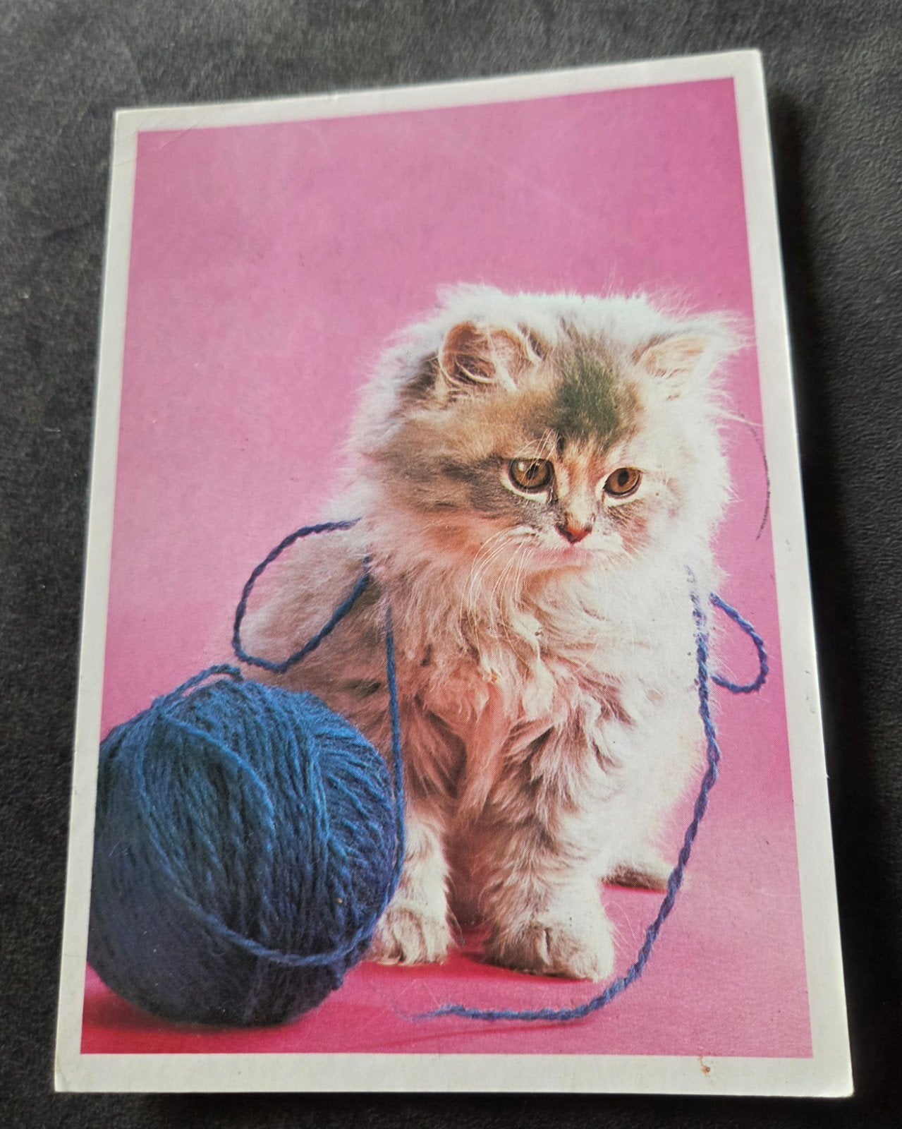 Pluizig grijs katje met blauw bolletje wol, Verzenden, Gelopen, Hond of Kat