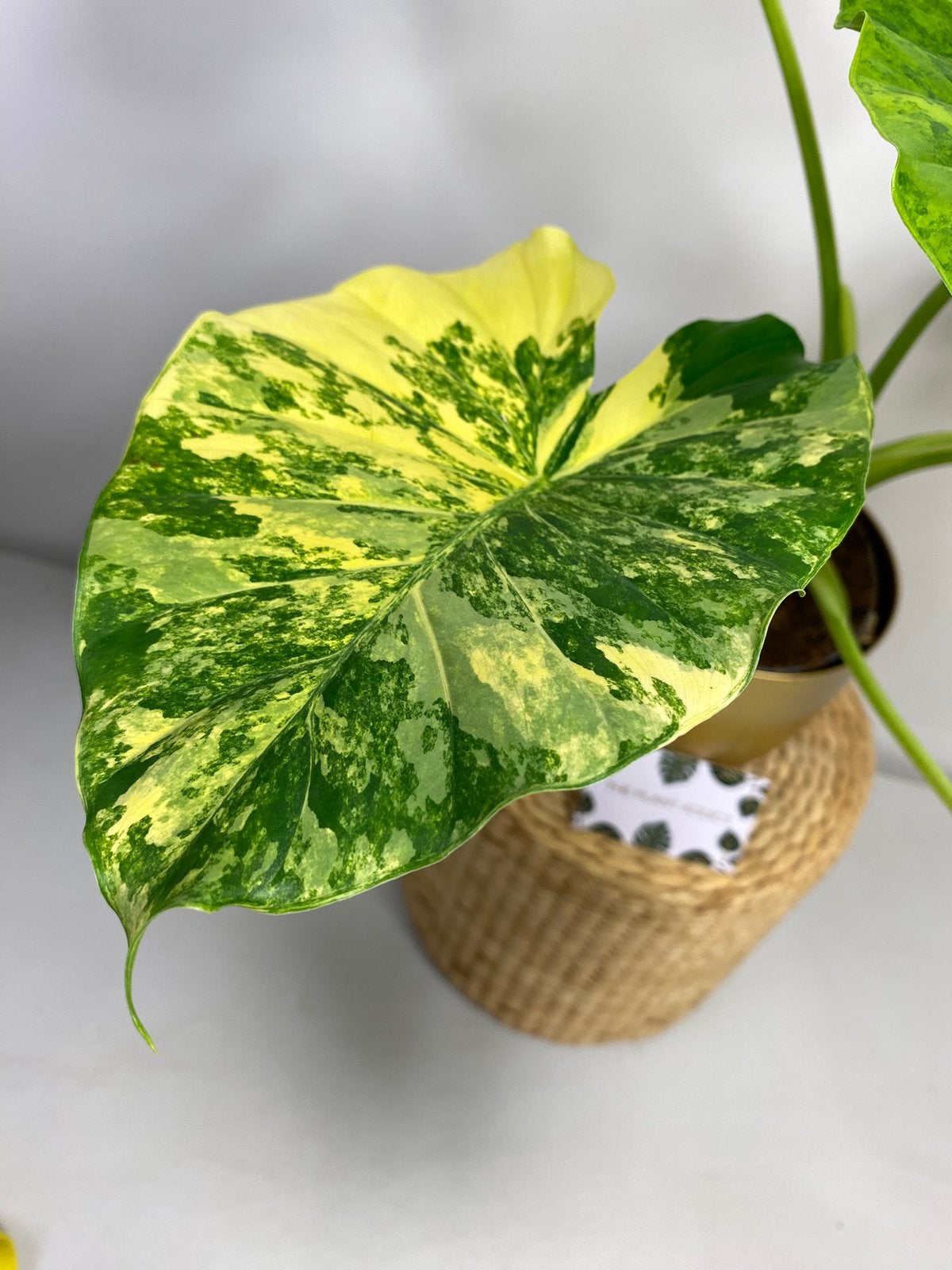 Alocasia Gageana Aurea Variegata Knollen, Huis en Inrichting, Kamerplanten, Ophalen of Verzenden, Halfschaduw, Minder dan 100 cm