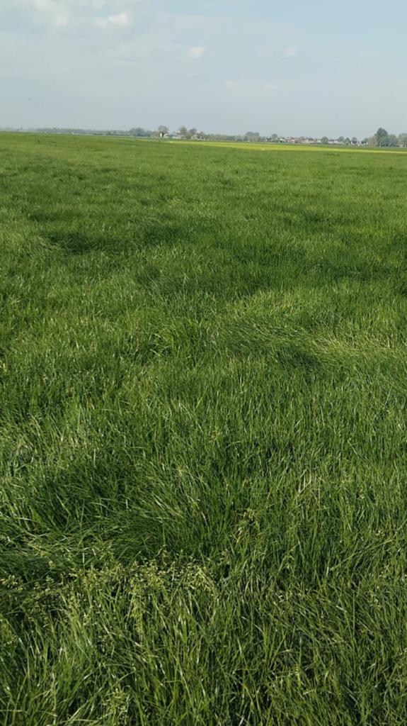 Eerste snee ronde balen., Dieren en Toebehoren, Dierenvoeding, Ophalen of Verzenden, Vee