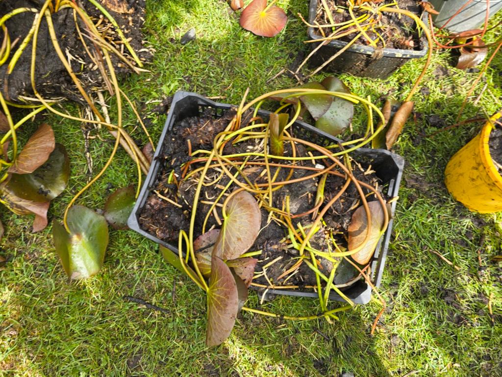 Waterlelies, gele lis, holpijp, vijverplanten, Ophalen of Verzenden, Nieuw