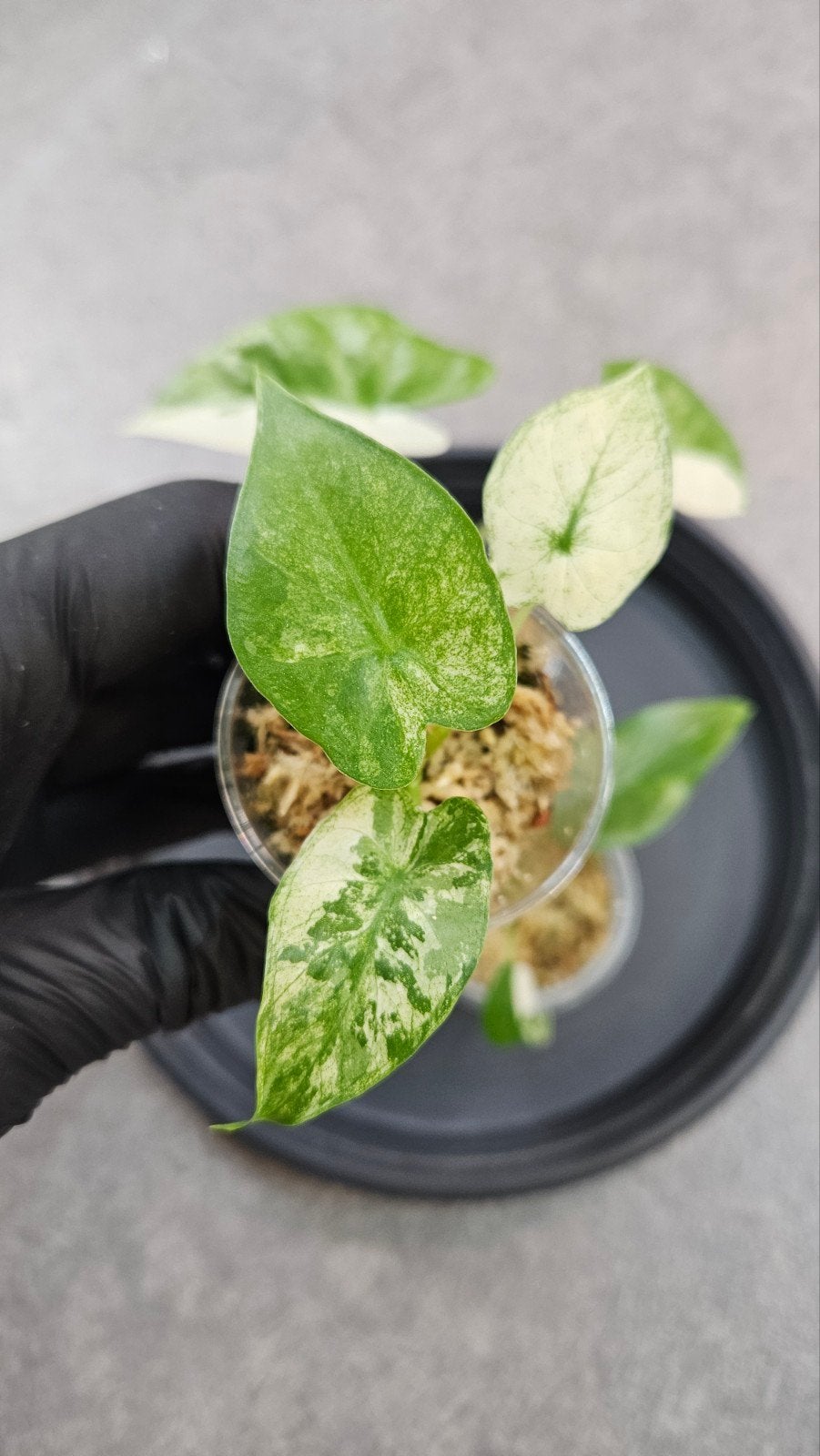 Alocasia baby variegata pakket - aanbieding!, Ophalen of Verzenden, Halfschaduw, Minder dan 100 cm