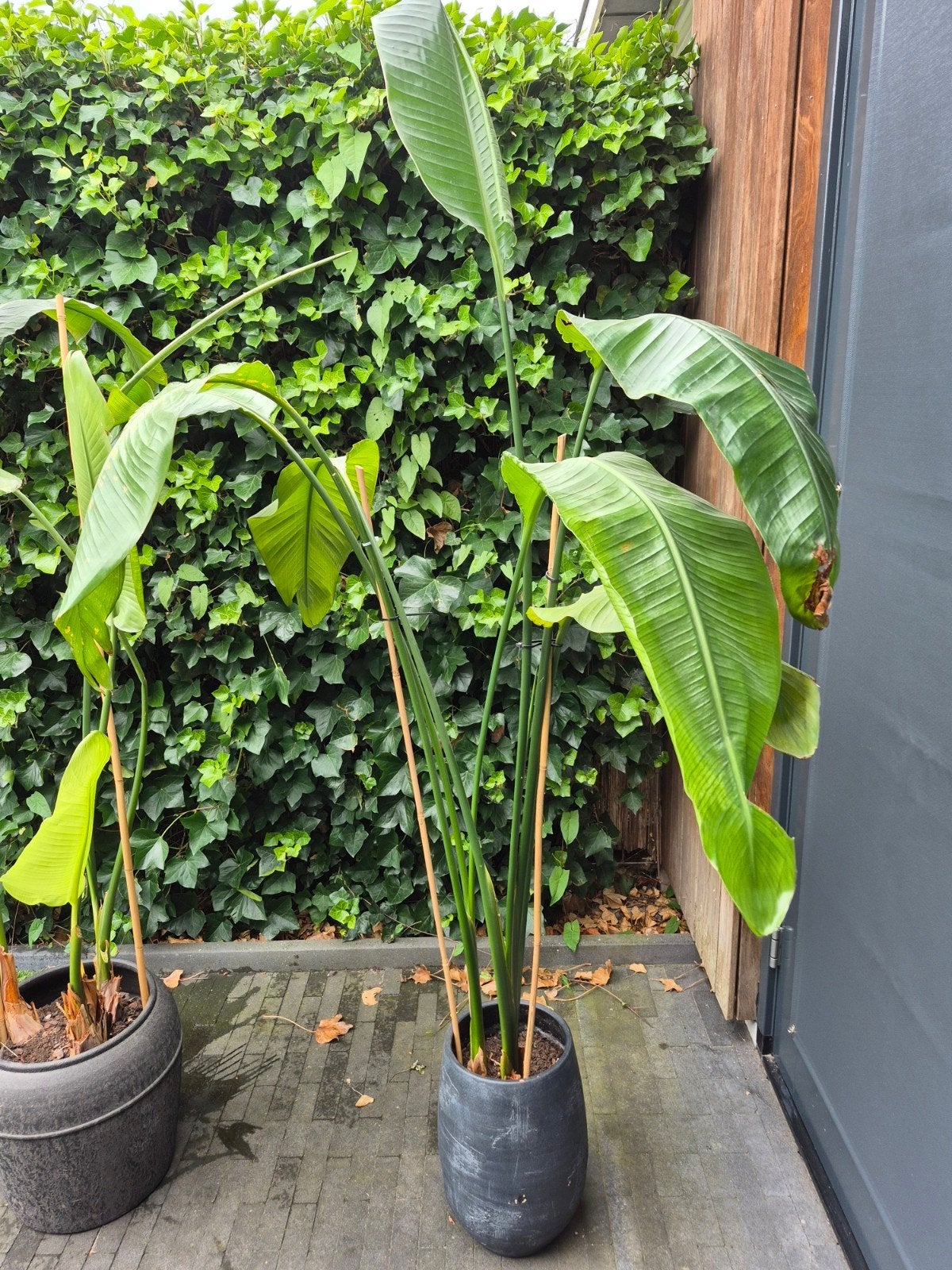 Grote Strelitzia plant, ca. 2.10m hoog (zonder pot), Ophalen, 200 cm of meer