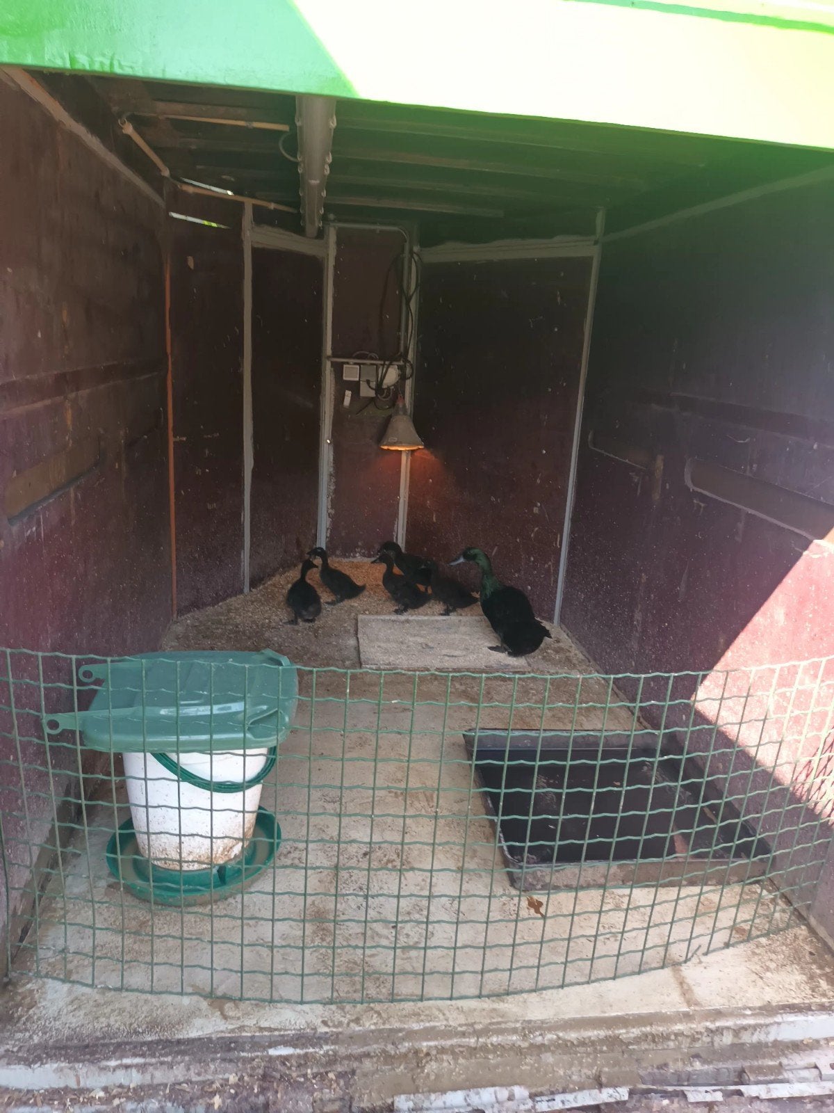 Jonge Cayuca eendjes, Dieren en Toebehoren, Pluimvee, Meerdere dieren, Eend