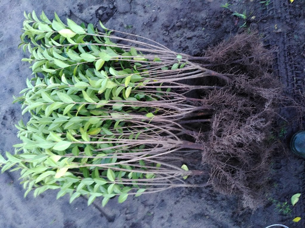 Liguster ovalifolium (groenblijvend)en vulgare (inheems), Tuin en Terras, Planten | Struiken en Hagen, Ophalen of Verzenden, Liguster