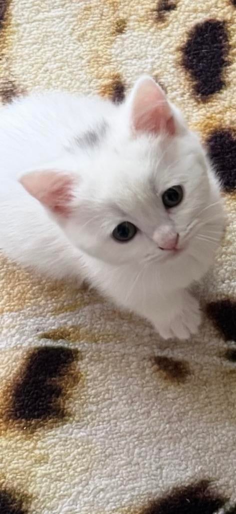 Unieke Kittens: Angora x Britse Korthaar, Dieren en Toebehoren, Katten en Kittens | Raskatten | Langhaar, Meerdere dieren, Ontwormd