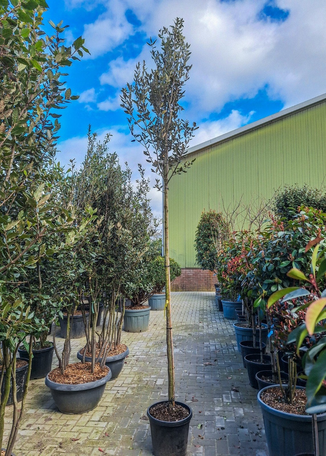Steeneik hoogstam 10-12cm stamomtrek, quercus ilex, Tuin en Terras, Ophalen, Halfschaduw, Overige soorten