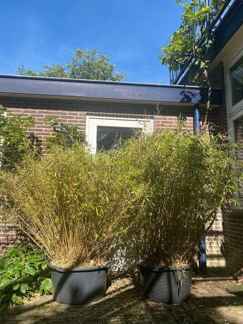 Mooie grote Bamboe (Niet-woekerend) in pot 150-165 cm hoog, Ophalen, Bloeit niet, Halfschaduw, Groenteplanten