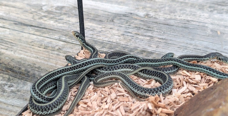 Thamnophis sirtalis similis nakweek, Dieren en Toebehoren, Reptielen en Amfibieën, Slang, 0 tot 2 jaar