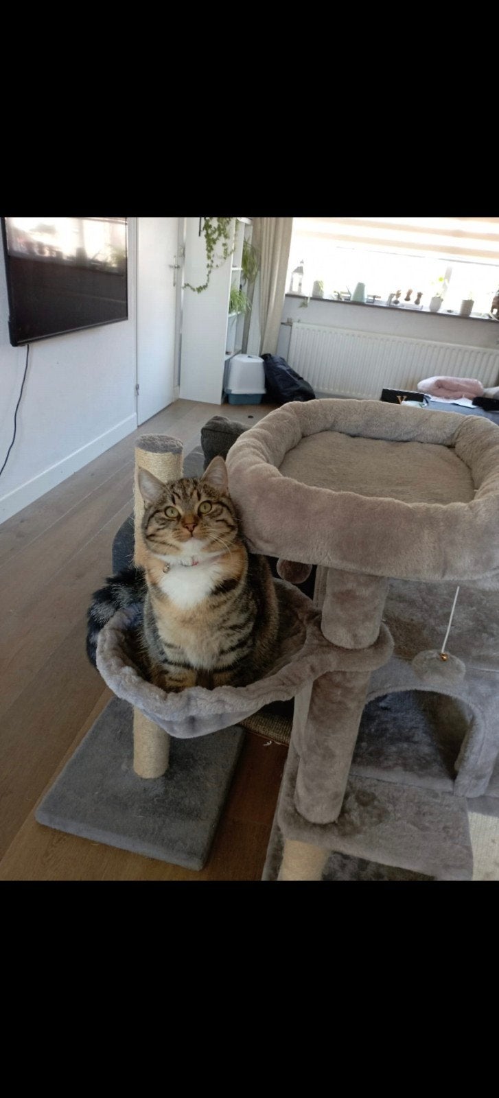 Tijdelijk oppas adres gezocht voor Poes Senna, Poes