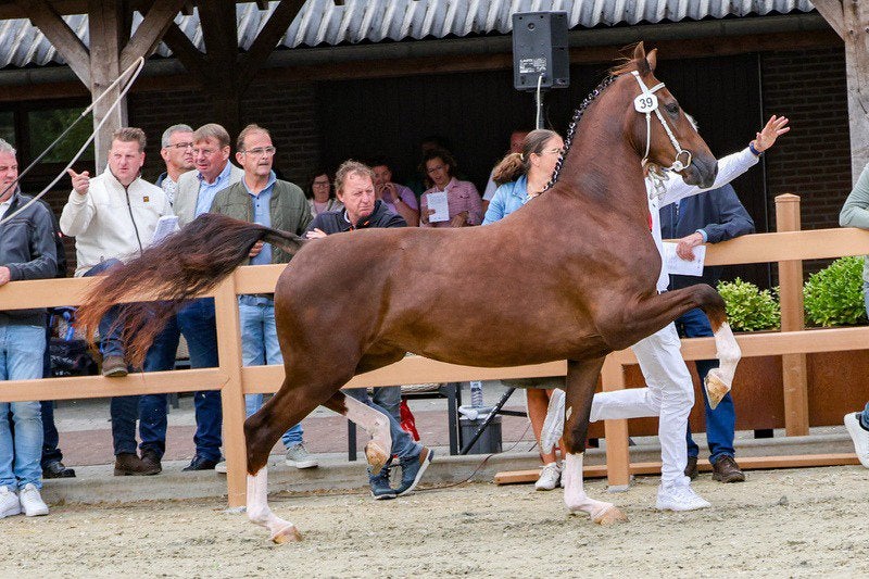 3 jarige drachtige tuigpaard ster merrie, Merrie, Met stamboom, 3 tot 6 jaar, 160 tot 165 cm