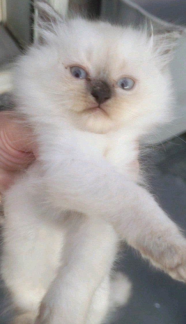 ragdoll kittens/vaccineren boek /13 weken oud zelfstandig, Meerdere dieren, Ontwormd, 0 tot 2 jaar