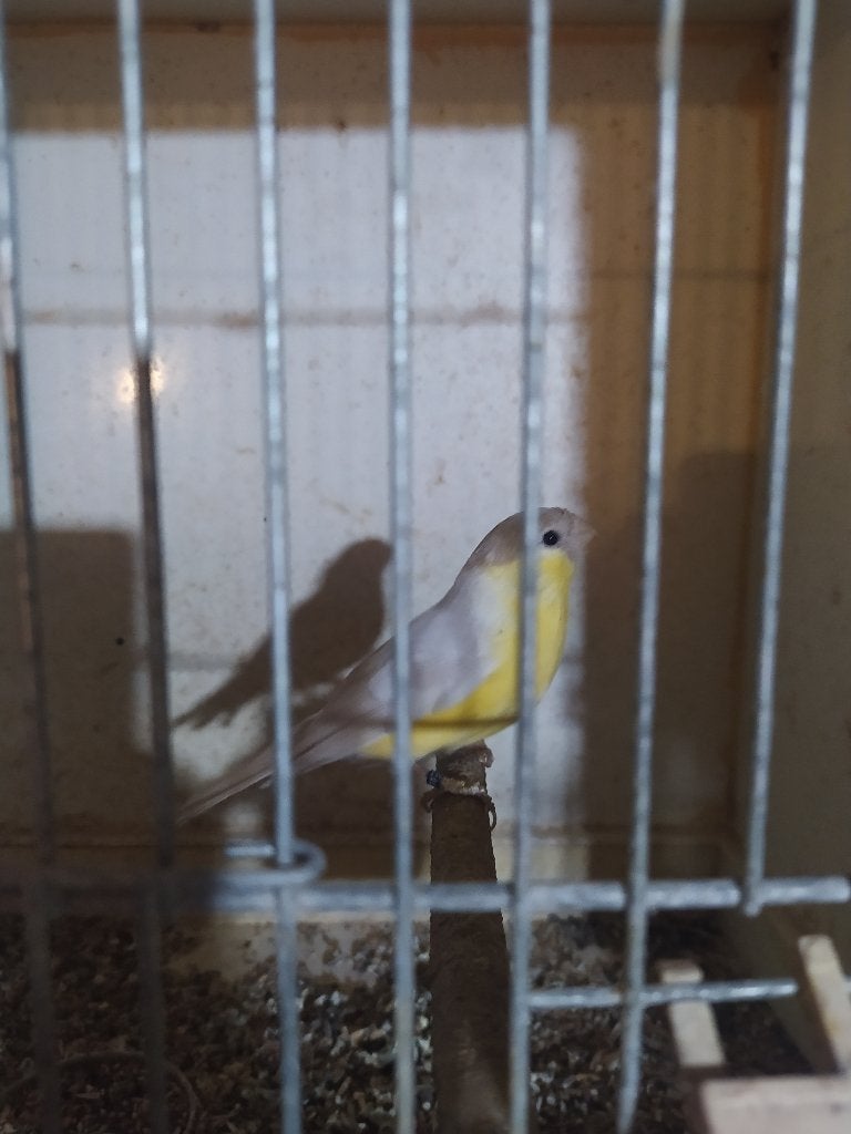 Goudvink, Dieren en Toebehoren, Mannelijk, Wildzangvogel, Geringd
