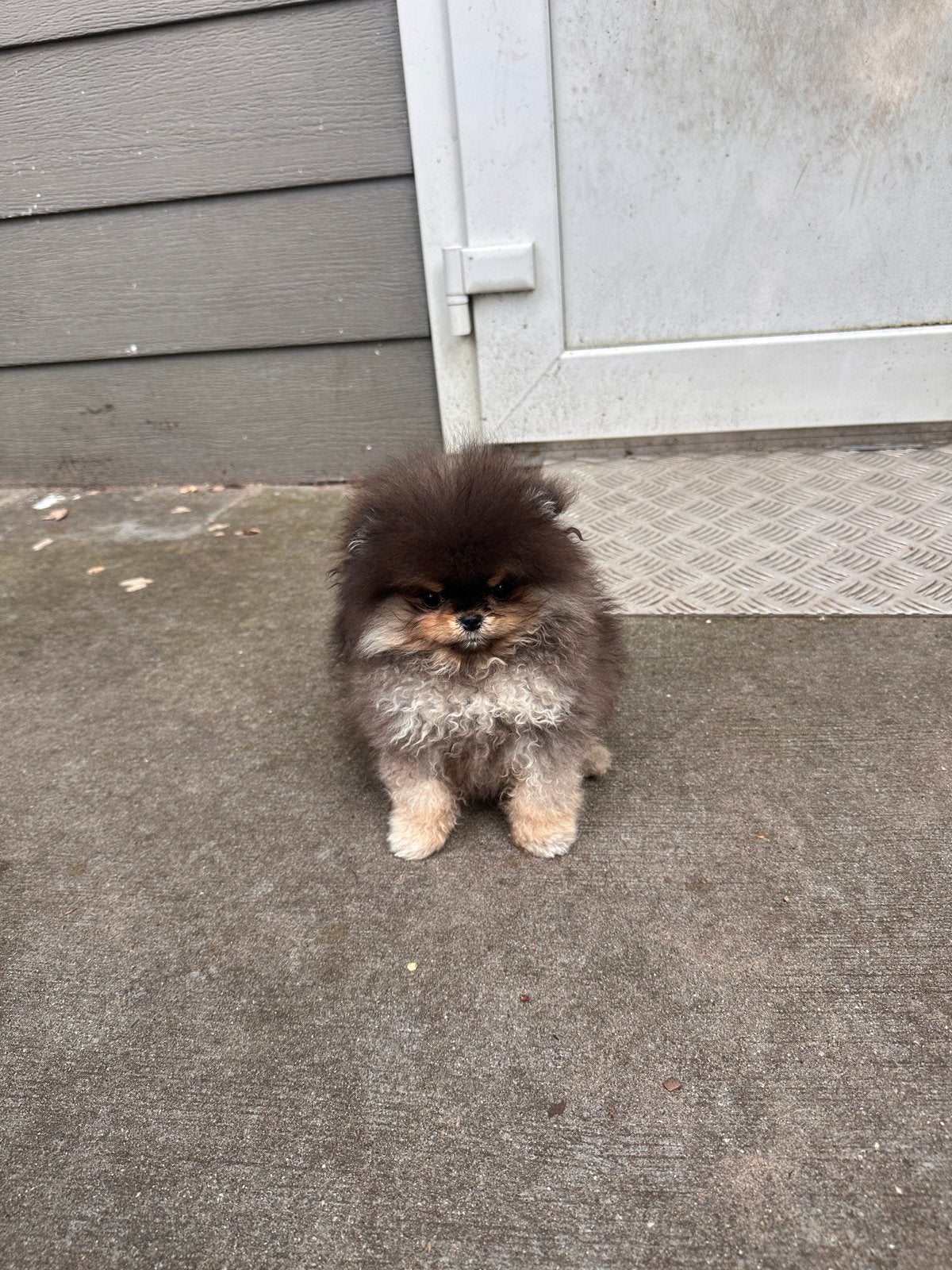 Pomeriaan teacup teefje black en tan, Dieren en Toebehoren, Particulier, Keeshond, Rabiës (hondsdolheid), 15 weken tot 1 jaar