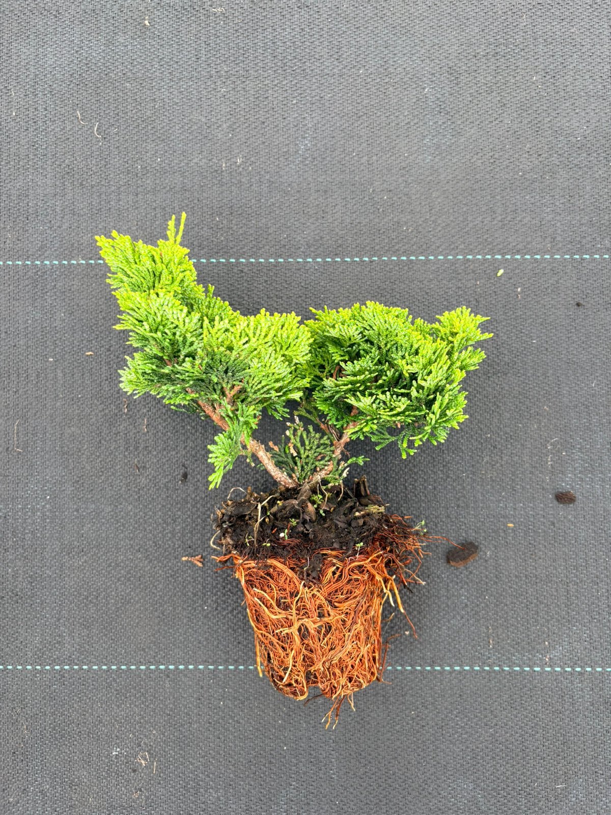 Dwerg cipres Chamaecyparis obtusa 'Nana Gracilis', Dieren en Toebehoren, Ophalen of Verzenden, Zo goed als nieuw, Plant(en), Steen of Hout