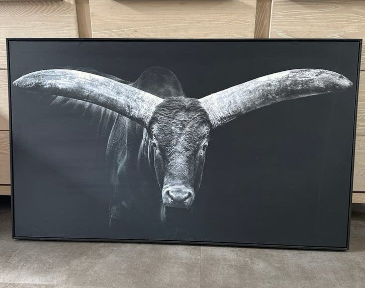 Indrukwekkende zwart-wit foto van stier met hoorns, Ophalen, 50 – 75, Zo goed als nieuw, 100 tot 125 cm