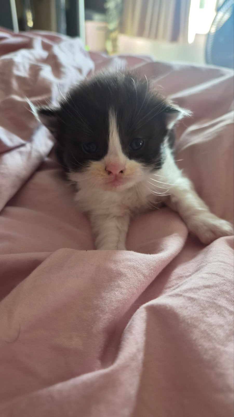 Ragdoll kittens x Europese korthaar, Dieren en Toebehoren, Katten en Kittens | Raskatten | Korthaar, Meerdere dieren, Ontwormd