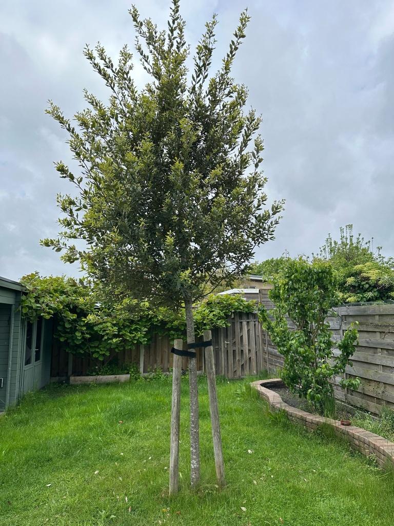 Steeneik van 250-300cm hoog, Tuin en Terras, Planten | Bomen, Overige soorten, 250 tot 400 cm, Volle zon, Bloeit niet, Ophalen