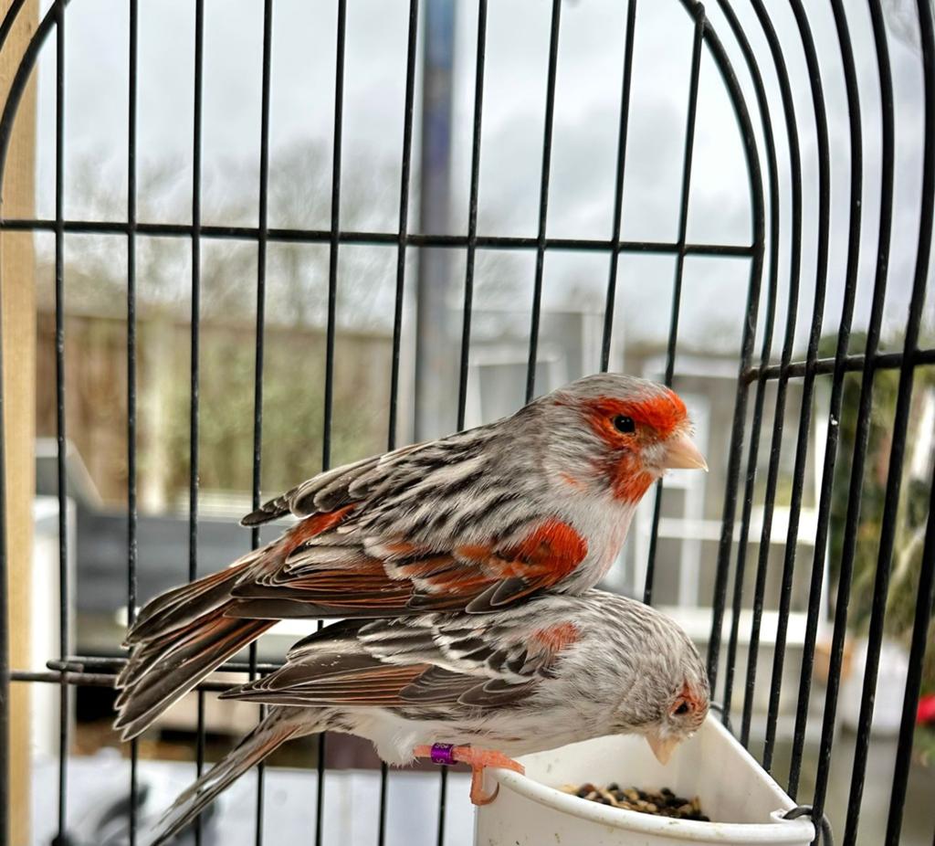 Koppel rood agaat mozaïek kanaries., Dieren en Toebehoren, Vogels | Kanaries, Kleurkanarie, Meerdere dieren