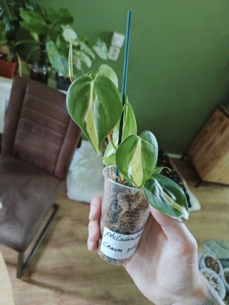 Philodendron Cream Splash, Huis en Inrichting, Kamerplanten, Overige soorten, In pot, Minder dan 100 cm, Groene kamerplant