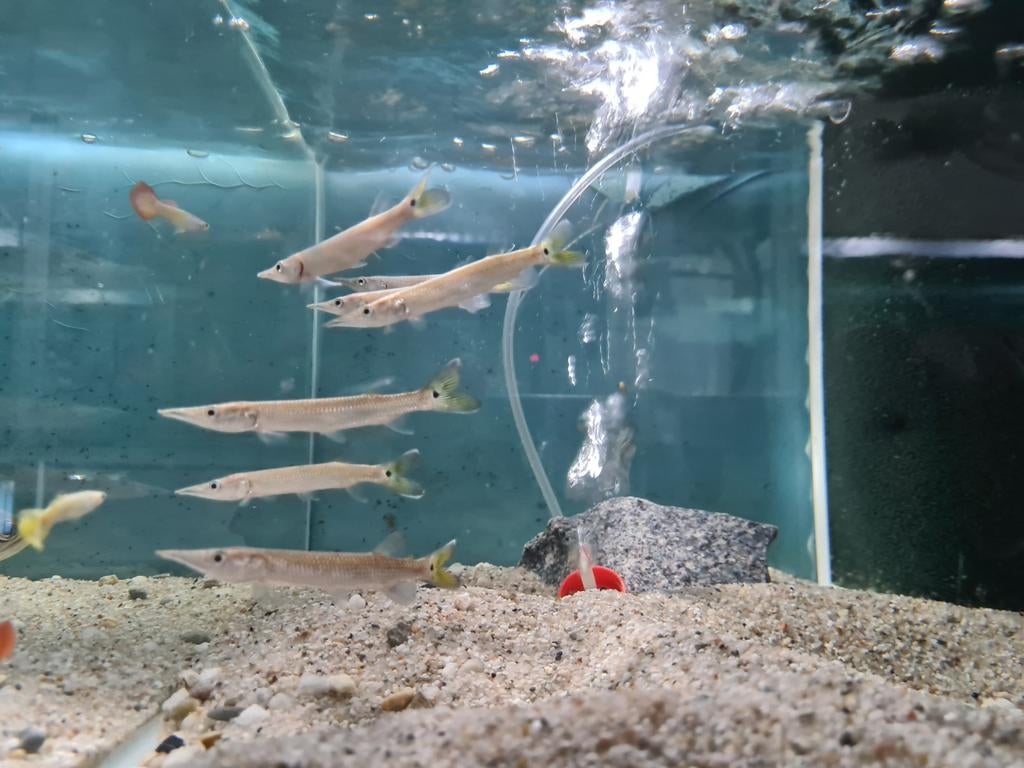 Ctenolucius Hujeta snoek, Dieren en Toebehoren, Vissen | Aquariumvissen, Vis, Zoetwatervis