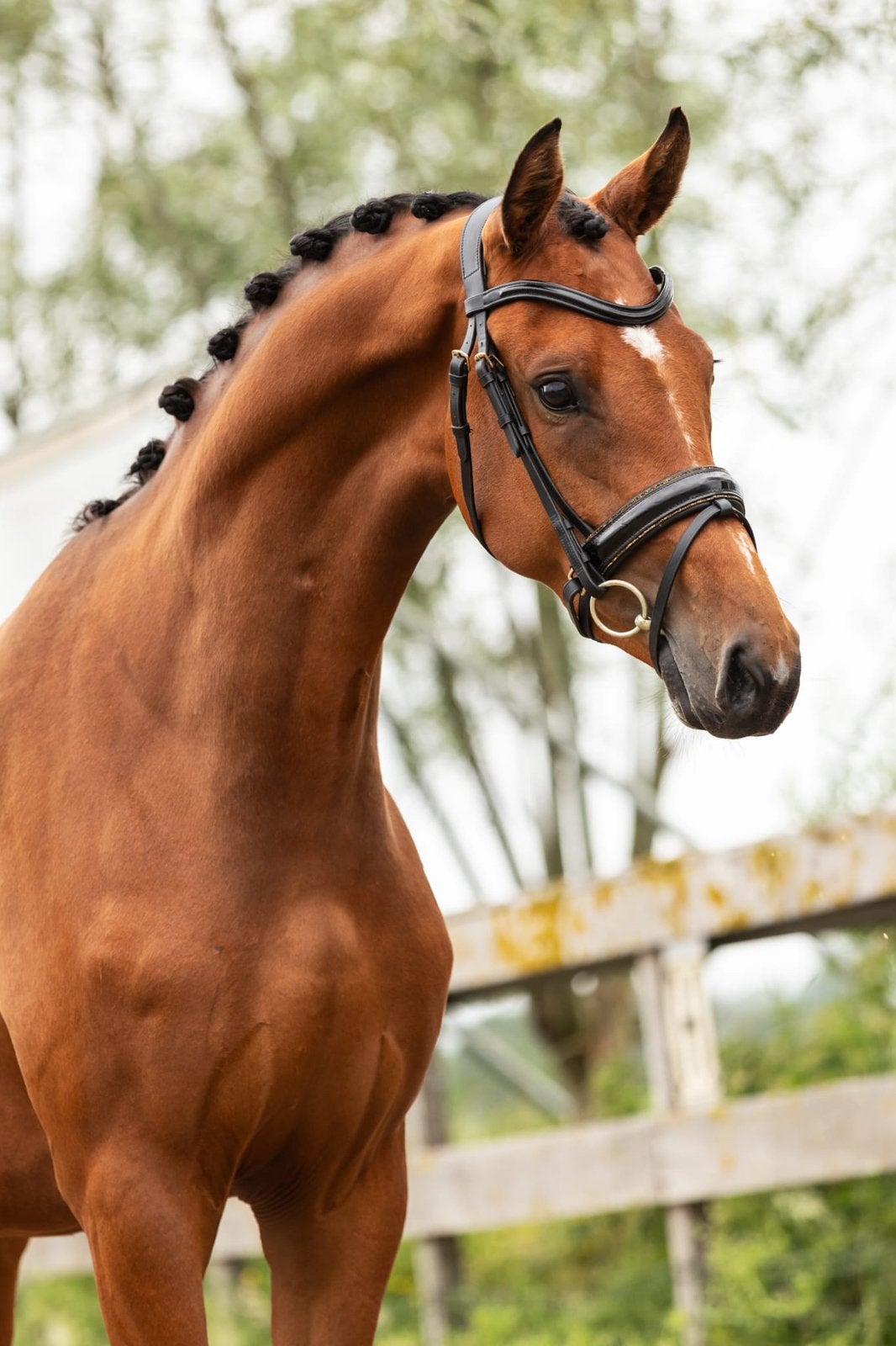 Prachtige 3 jarige So perfect x Incognito, Merrie, Met stamboom, Dressuurpaard, 3 tot 6 jaar