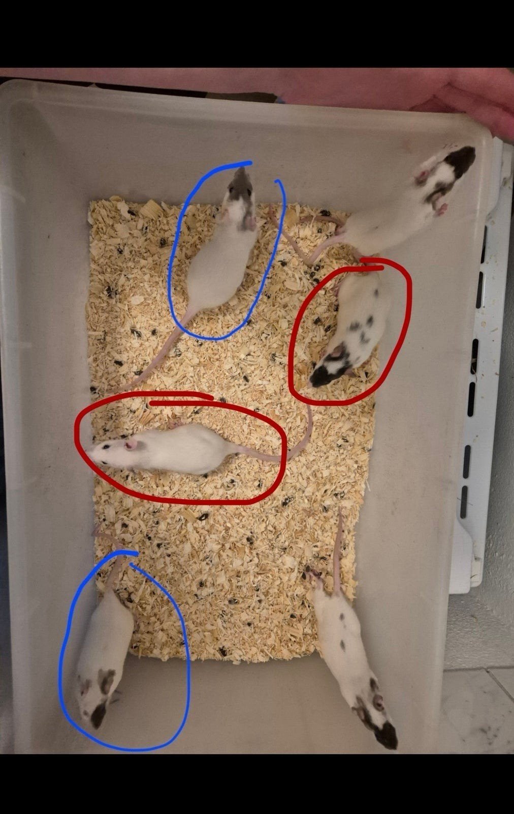 zwart/witte  grijs/witte vrouwtjes ratten, Dieren en Toebehoren, Rat, Juli, Vrouwelijk, Tam