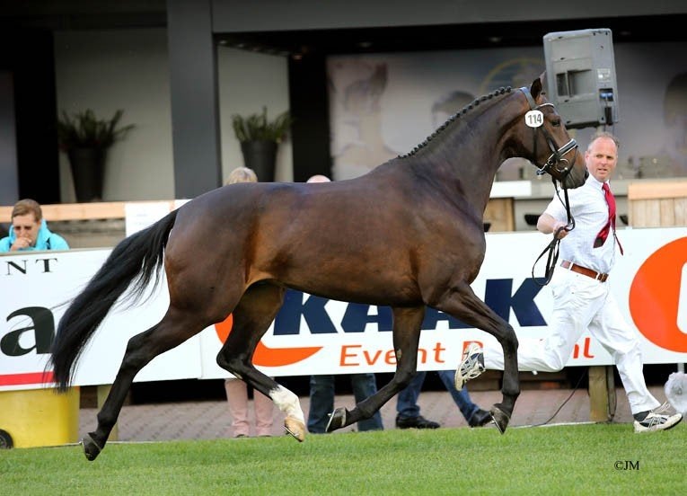 Prachtige, Drachtige Fokmerrie (v. Don Schufro x Rhodium), Merrie, ZZ, Met stamboom, Dressuurpaard
