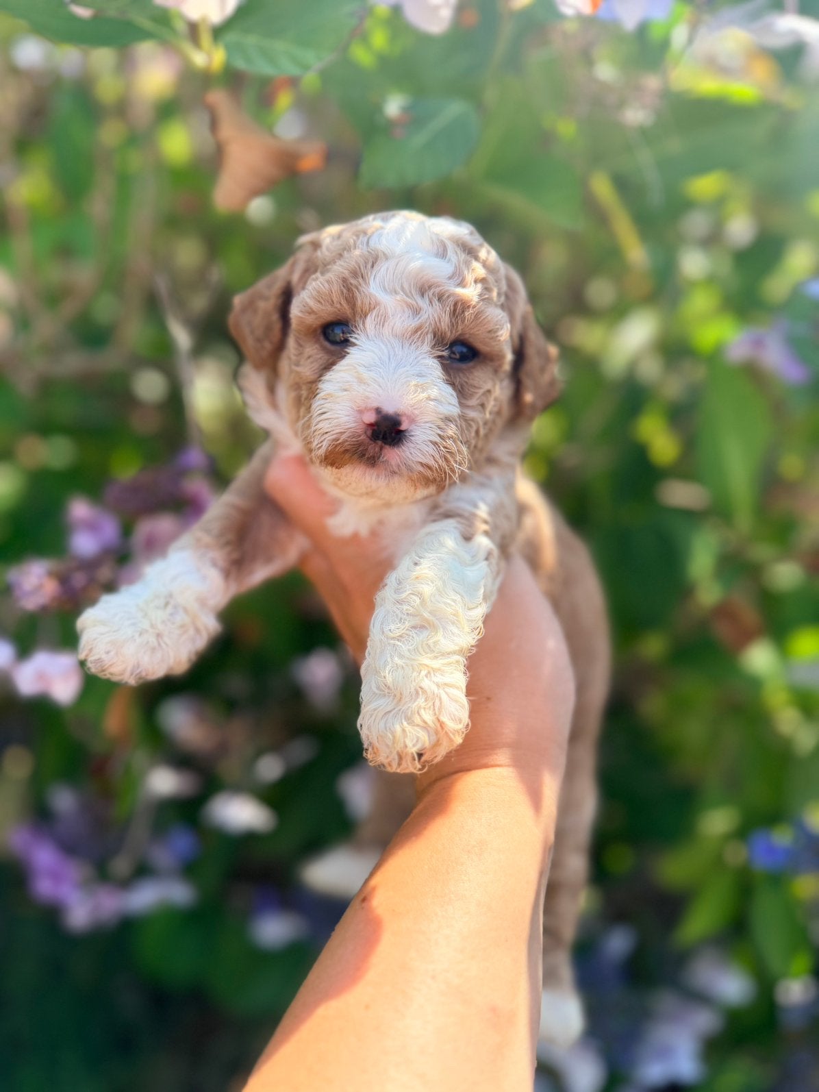 Prachtige maltipoo pups te koop!, Parvo, Overige rassen, 8 tot 15 weken, Meerdere