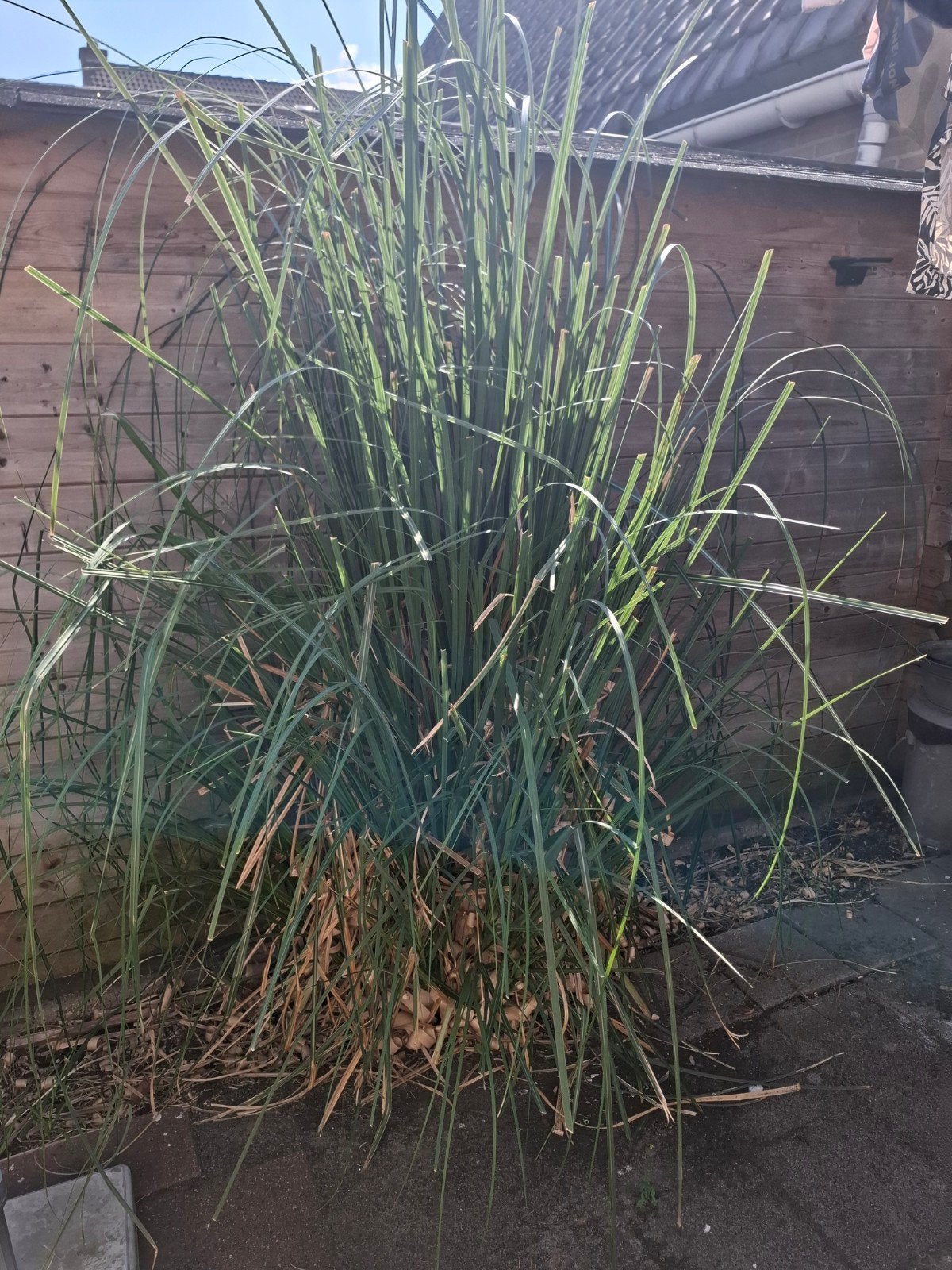 Groot siergras 3 planten pampusgras pampus, Tuin en Terras, Planten | Tuinplanten, Ophalen, Volle zon, Vaste plant, Siergrassen
